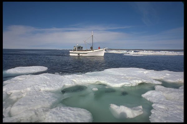 491005 Walrus Hunting, North Of Digger's Islands A4 Photo Print