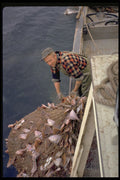 491012 Nova Scotia Fisherman Hauling Trawl Nets Full Of Cod A4 Photo Print