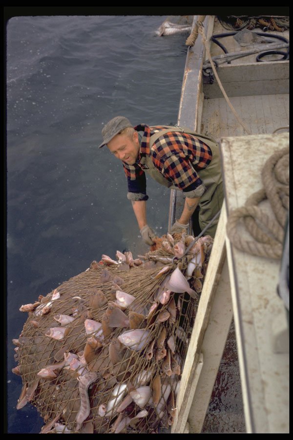 491012 Nova Scotia Fisherman Hauling Trawl Nets Full Of Cod A4 Photo Print