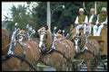 493006 Clydesdale Horses On Parade A4 Photo Print