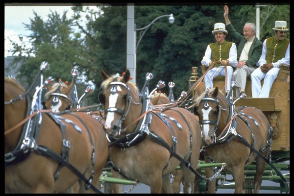493006 Clydesdale Horses On Parade A4 Photo Print