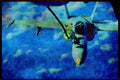 496005 FA 18 Hornet, Air to air Refuel A4 Limited Edition Watercolour Print
