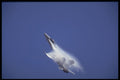 496037 FA 18 Hornet A4 Photo Print