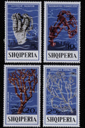 497001 Corals, Albania A4 Photo Print