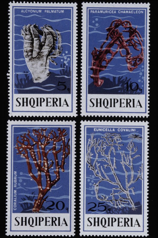 497001 Corals, Albania A4 Photo Print