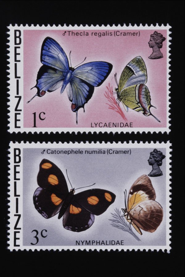 497007 Butterflies, Belize A4 Photo Print
