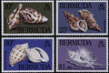 497009 Shells, Bermuda A4 Photo Print