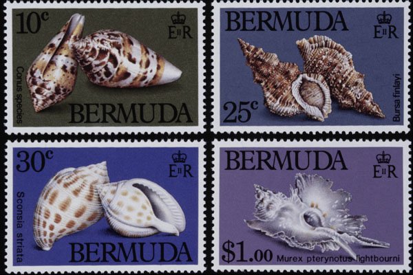 497009 Shells, Bermuda A4 Photo Print