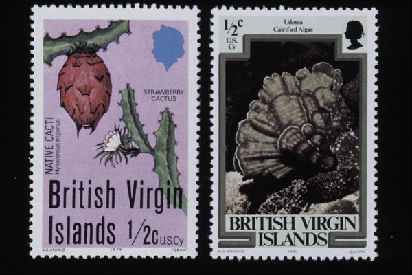 497011 Plants, British Virgin Islands A4 Photo Print