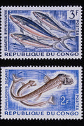 497017 Fish, Congo A4 Photo Print