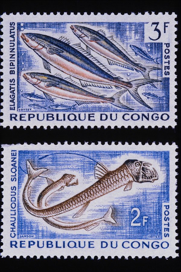 497017 Fish, Congo A4 Photo Print