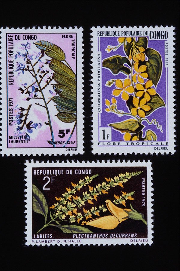 497018 Flowers, Congo A4 Photo Print