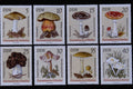 497031 Mushrooms, Germany A4 Photo Print