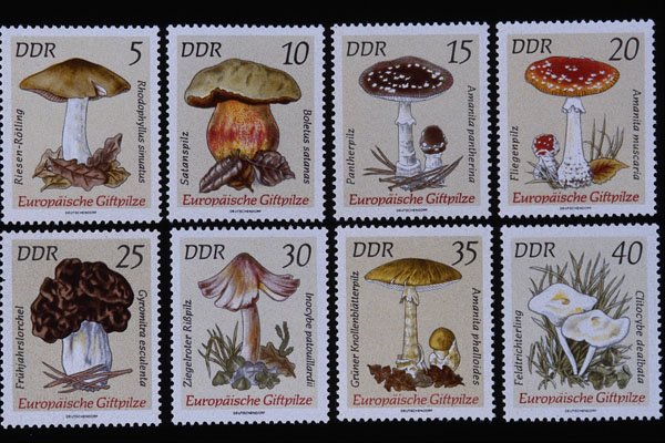 497031 Mushrooms, Germany A4 Photo Print