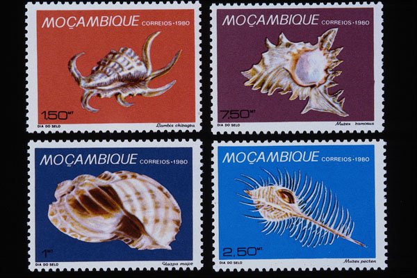497051 Shells, Mozambique A4 Photo Print