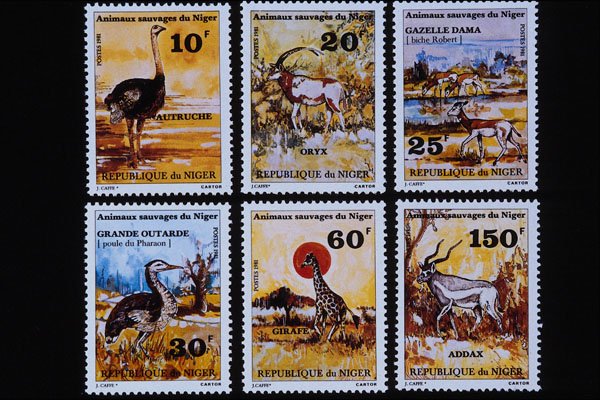 497057 Animals, Niger A4 Photo Print