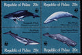 497058 Whales, Palau A4 Photo Print