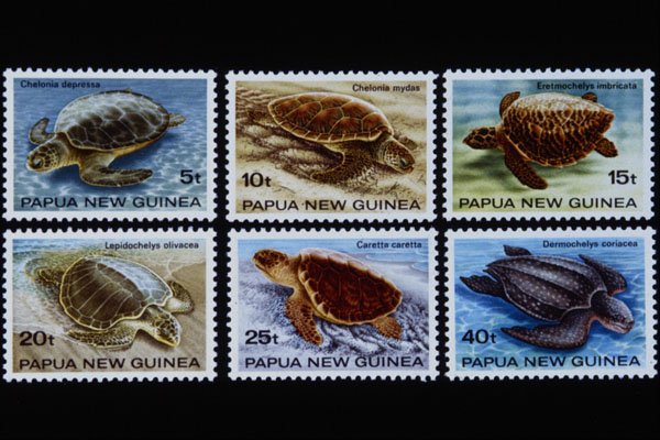 497059 Turtles, Papua New Guinea A4 Photo Print