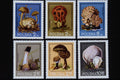 497063 Mushrooms, Poland A4 Photo Print
