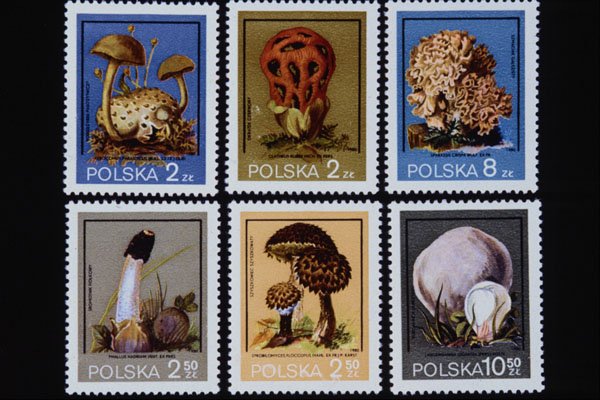 497063 Mushrooms, Poland A4 Photo Print