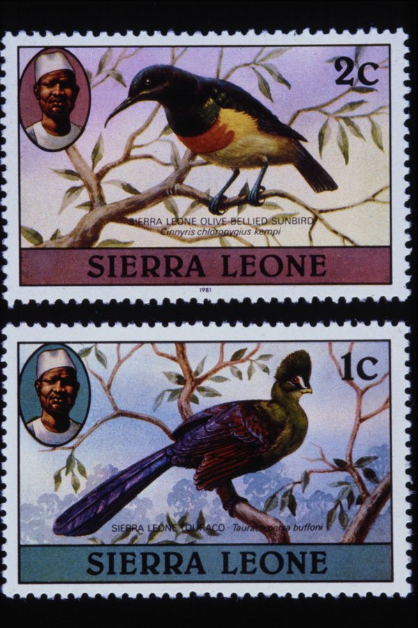 497071 Birds, Sierra Leone A4 Photo Print