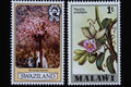 497076 Flowers, Swaziland And Malawi A4 Photo Print