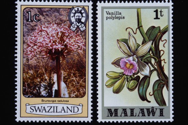 497076 Flowers, Swaziland And Malawi A4 Photo Print