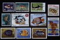 497094 Fish Of The World A4 Photo Print