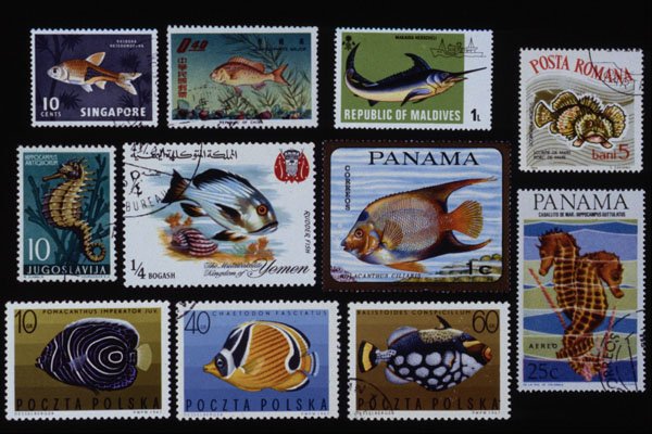 497094 Fish Of The World A4 Photo Print