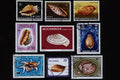 497095 Shells Of The World A4 Photo Print