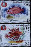 497098 Fish, Yemen A4 Photo Print