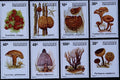 497099 Mushrooms, Zaire A4 Photo Print