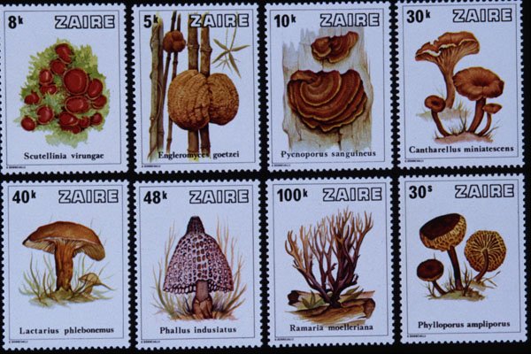 497099 Mushrooms, Zaire A4 Photo Print