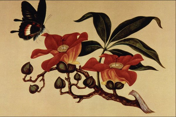 500099 Butterfly And Flowers , Unknown Artist A4 Photo Print