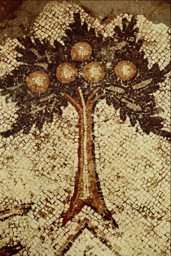 503071 Tree , Caesarea, Church Outside The Walls, Israel A4 Photo Print