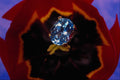 504053 Blue Topaz Earring A4 Photo Print