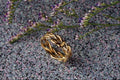 504056 14K Yellow And White Gold Ring A4 Photo Print