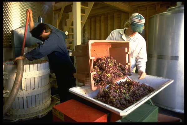 506022 Wine Making At Grand Pre Winery, Nova Scotia A4 Photo Print