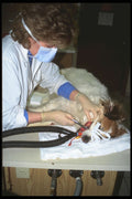 506026 Veterinarian A4 Photo Print