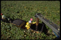 506072 Harvesting Concord Grapes, Upstate, N.Y. A4 Photo Print