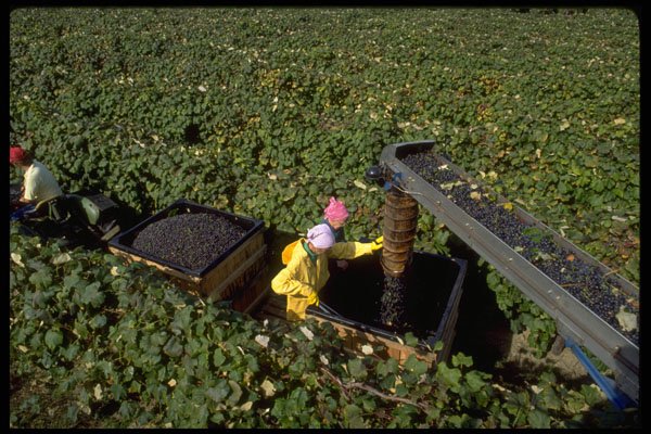 506072 Harvesting Concord Grapes, Upstate, N.Y. A4 Photo Print