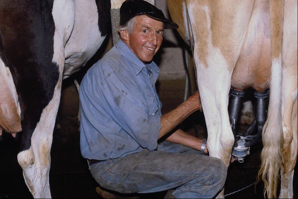 506075 Cows A4 Photo Print