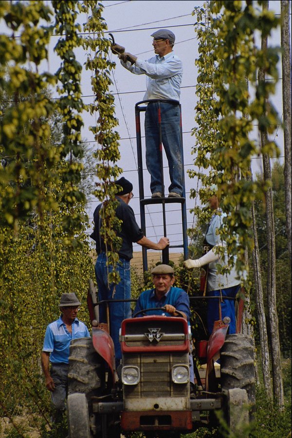 506080 Hop Picking A4 Photo Print