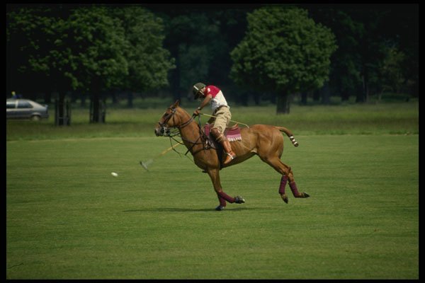 509028 Polo Player In Richmond Park A4 Photo Print