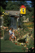 509040 Country Garden, Dorset A4 Photo Print