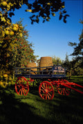 509072 Apple Orchard And Cart, Sheppy's Cider, Taunton, Somerset A4 Photo Print