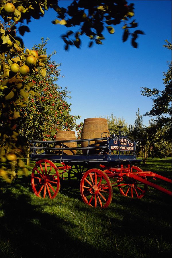 509072 Apple Orchard And Cart, Sheppy's Cider, Taunton, Somerset A4 Photo Print