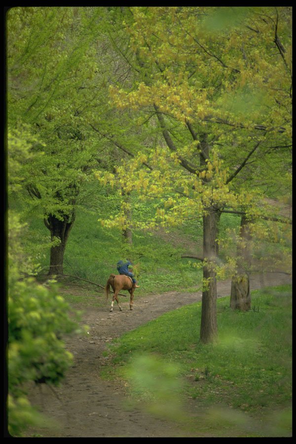 511002 Rider On Bridle Path, New York City A4 Photo Print