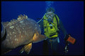 511037 Diver And Grouper, Madeira A4 Photo Print