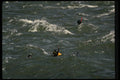511069 Snorkeling A4 Photo Print
